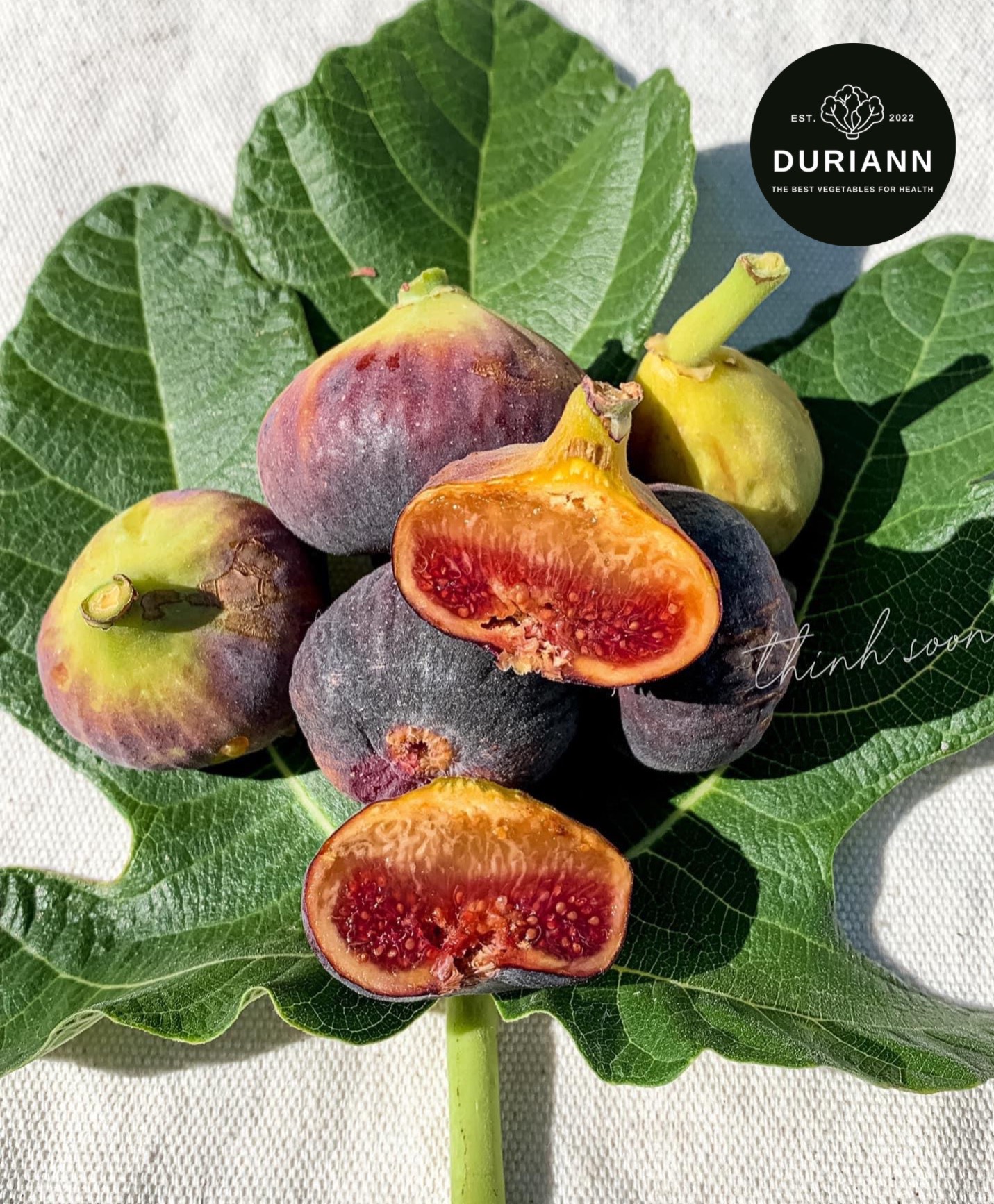 SUNG TÍM MỸ ORGANIC LOẠI I - DURIANN ORGANIC