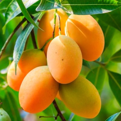 Xoài cát Hòa Lộc