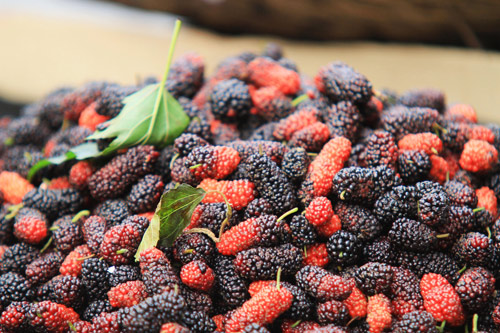 Dâu tằm Đà Lạt