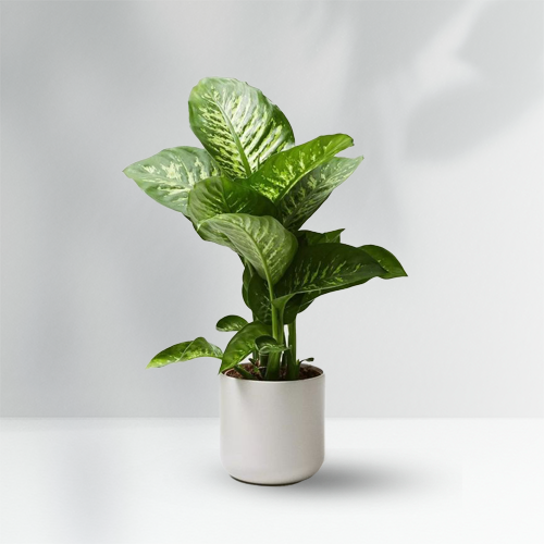 Môn Trường Sinh Đốm