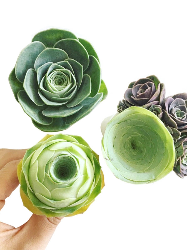 Sen Đá Hoa Hồng Xanh