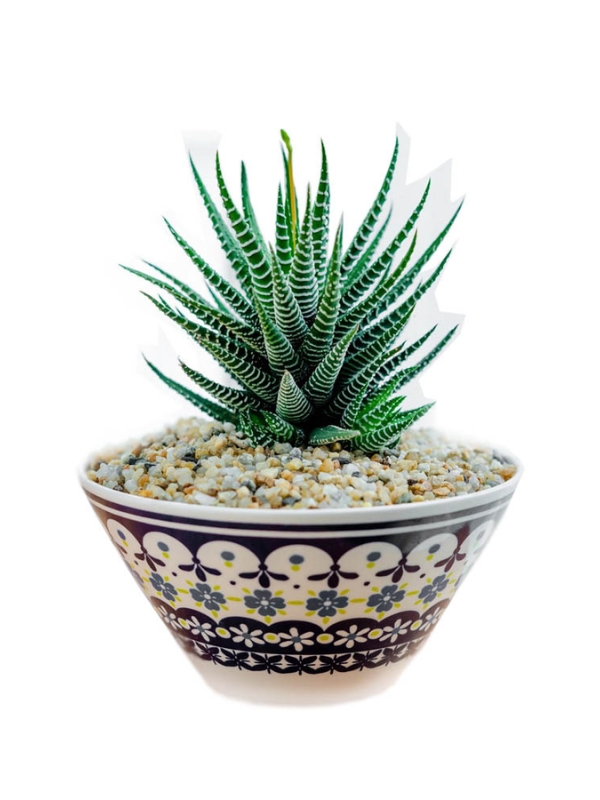 Sen Đá Móng Rồng