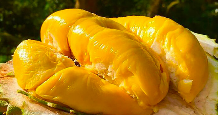 Sầu riêng |Trái cây tươi