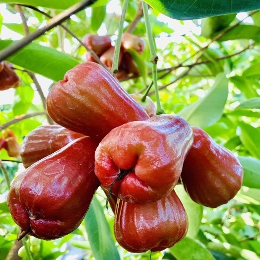 Mận Hồng Đào Trung Lương