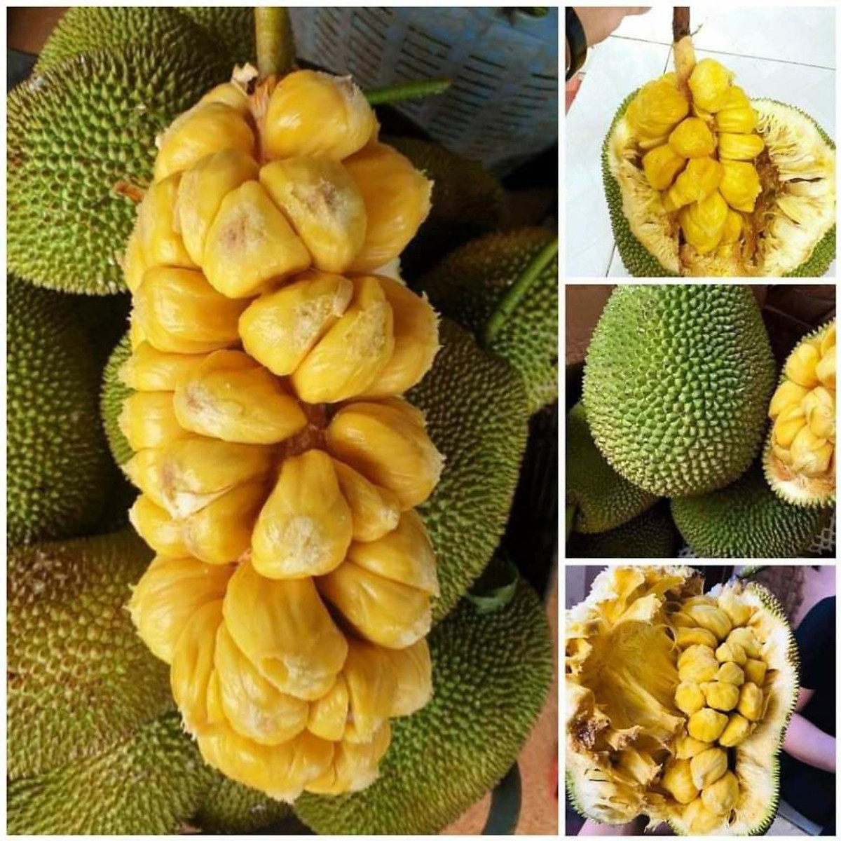 Mít Tố Nữ - Nhiều múi - Cùi dày