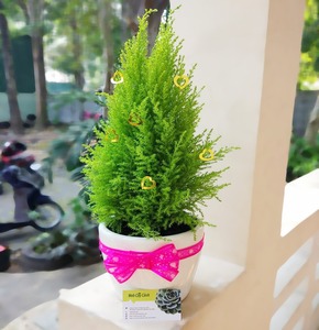 Cây Tùng Thơm trang trí Noel, Cây cảnh để bàn văn phòng đuổi ruồi muỗi,mang hương thơm tài lộc may mắn