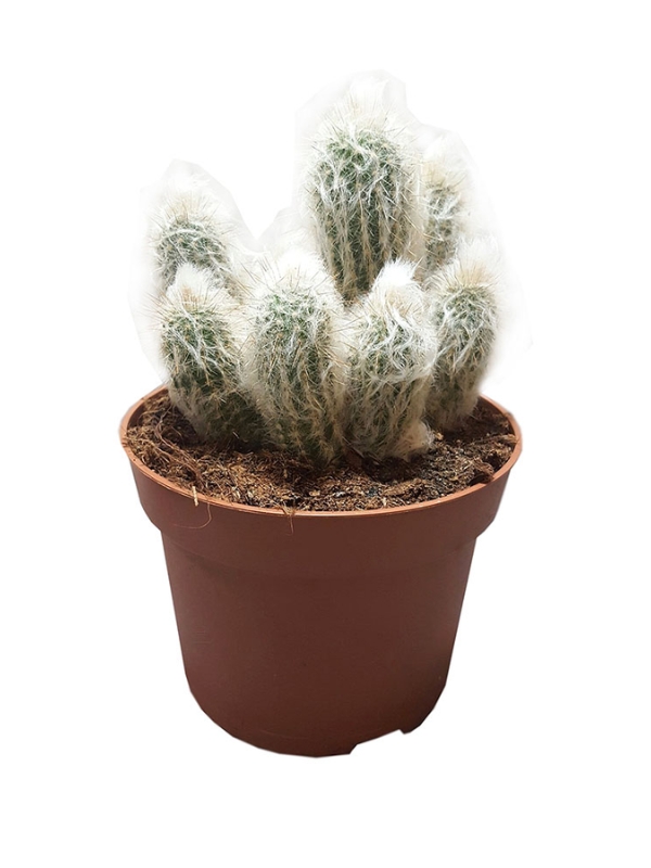 Xương rồng đầu bạc