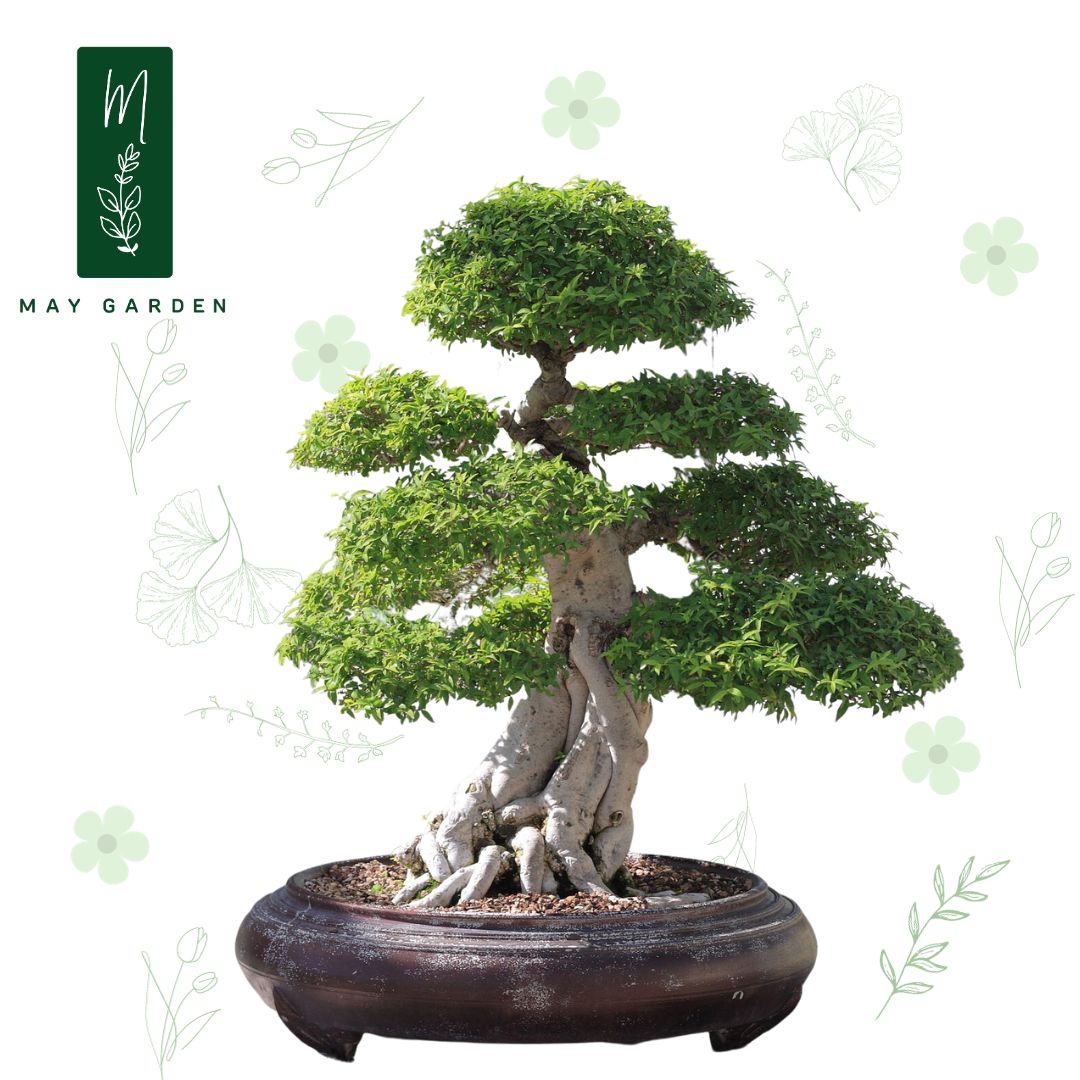 Cây mai chiếu thủy May Garden