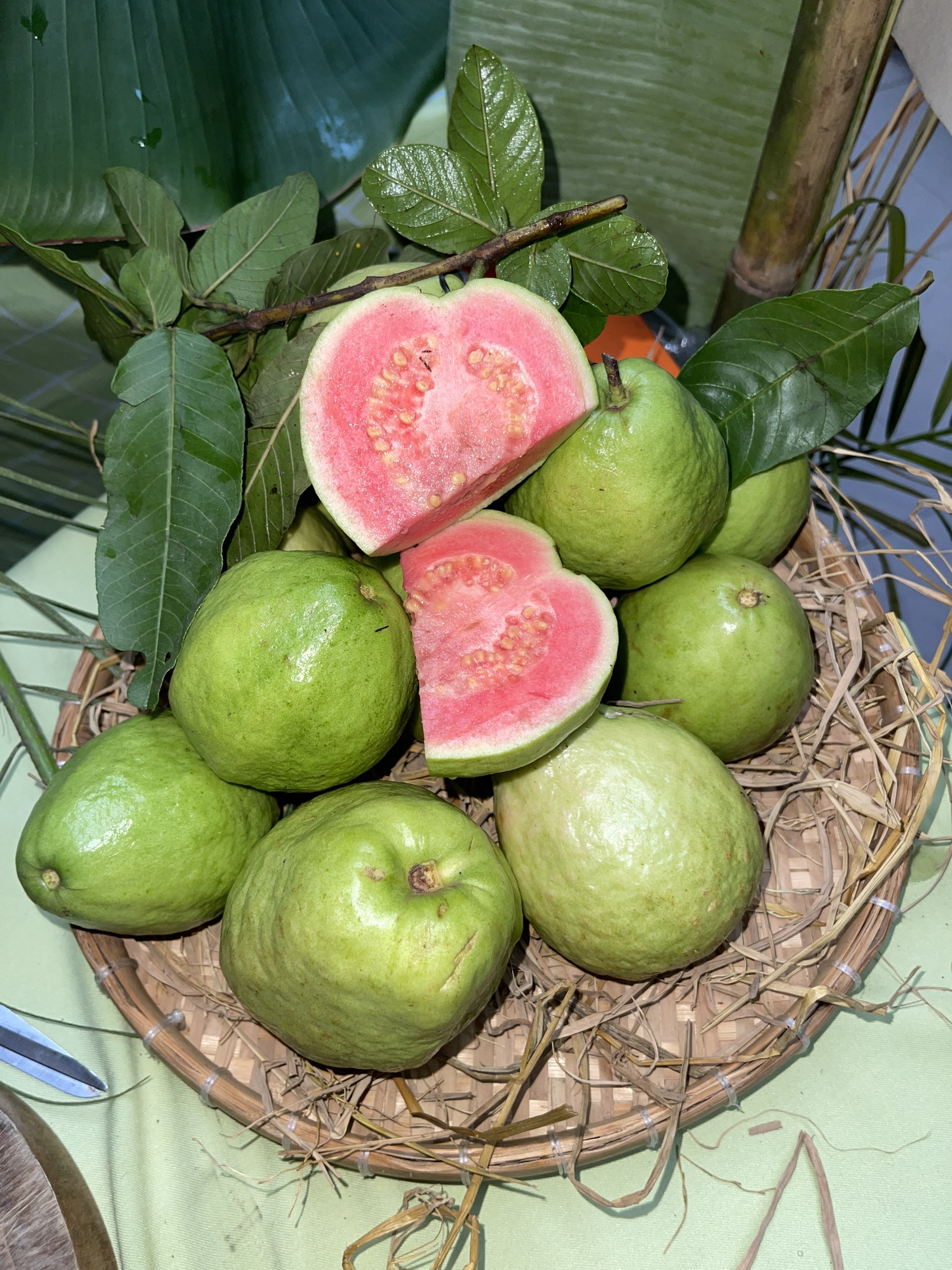 Ổi Ruột Đỏ Tân Yên Bắc Giang