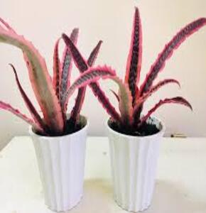 Dứa đuôi phụng, dùng để trang trí nội thất, bàn làm việc, làm quà tặng ý nghĩa