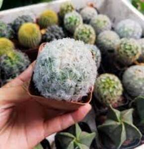 Cây xương rồng bông gòn full size, dùng để trang trí nội, ngoại thất đều được, dễ chăm sóc, lỗi 1 đổi 1