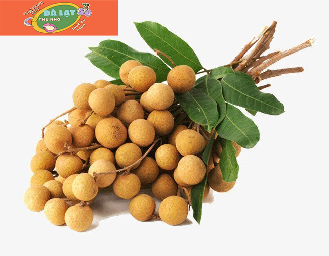 Nhãn xuồng bắp cải