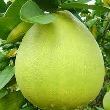 Bưởi Da Xanh Ruột Hồng Tân Triều, Ngọt Ngon 1Kg/Trái