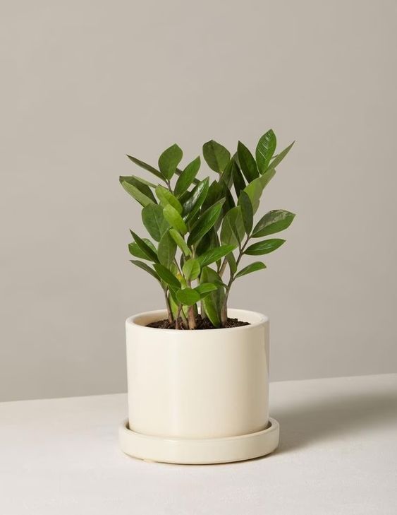 Cây Kim Tiền Mini