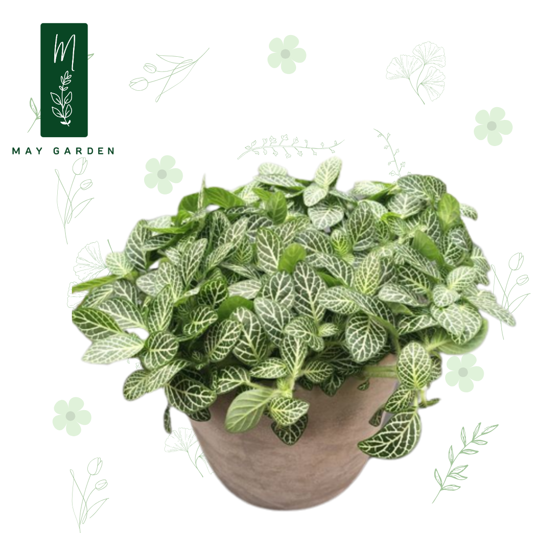 Cây Cẩm Nhung May Garden