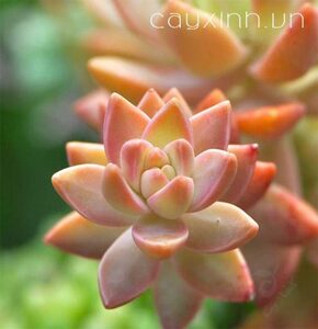 Sen Đá Đỏ Lá Dài 5-7cm, Xuất xứ tại Đà lạt, dễ chăm sóc, lỗi 1 đổi 1