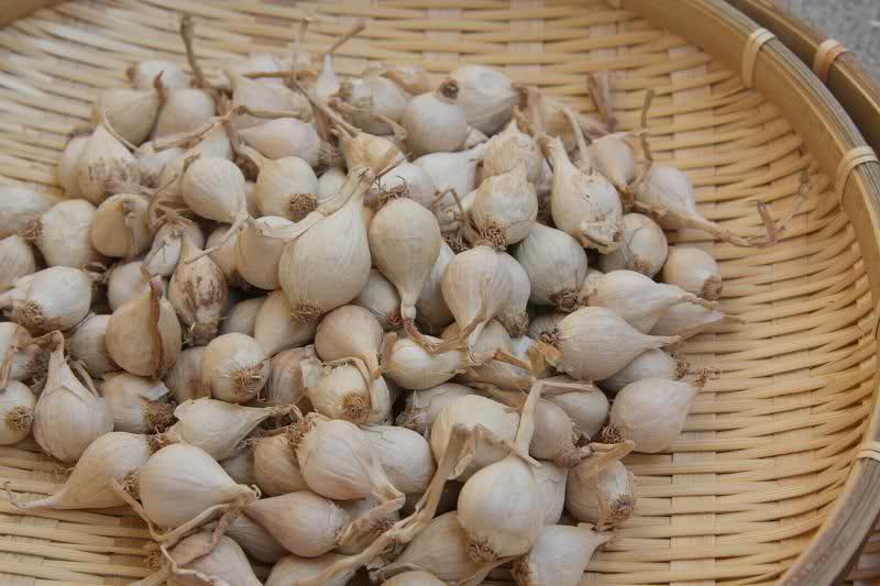 Tỏi Cô Đơn Lý Sơn