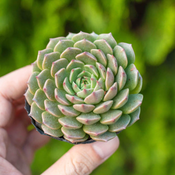 Sen đá rubi lá ngắn