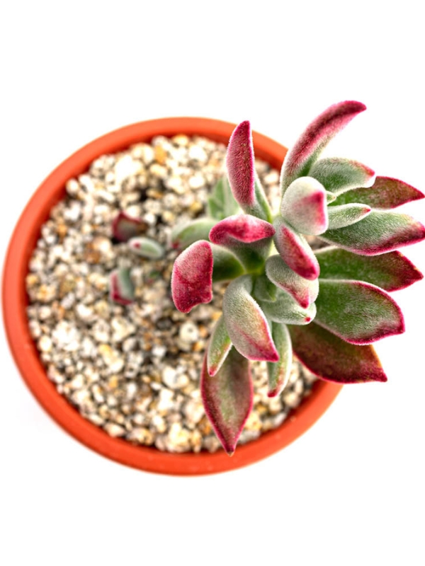 Sen Đá Viền Đỏ