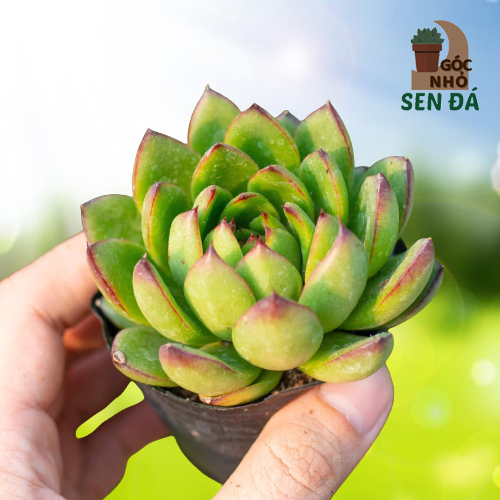 Sen đá viền lửa