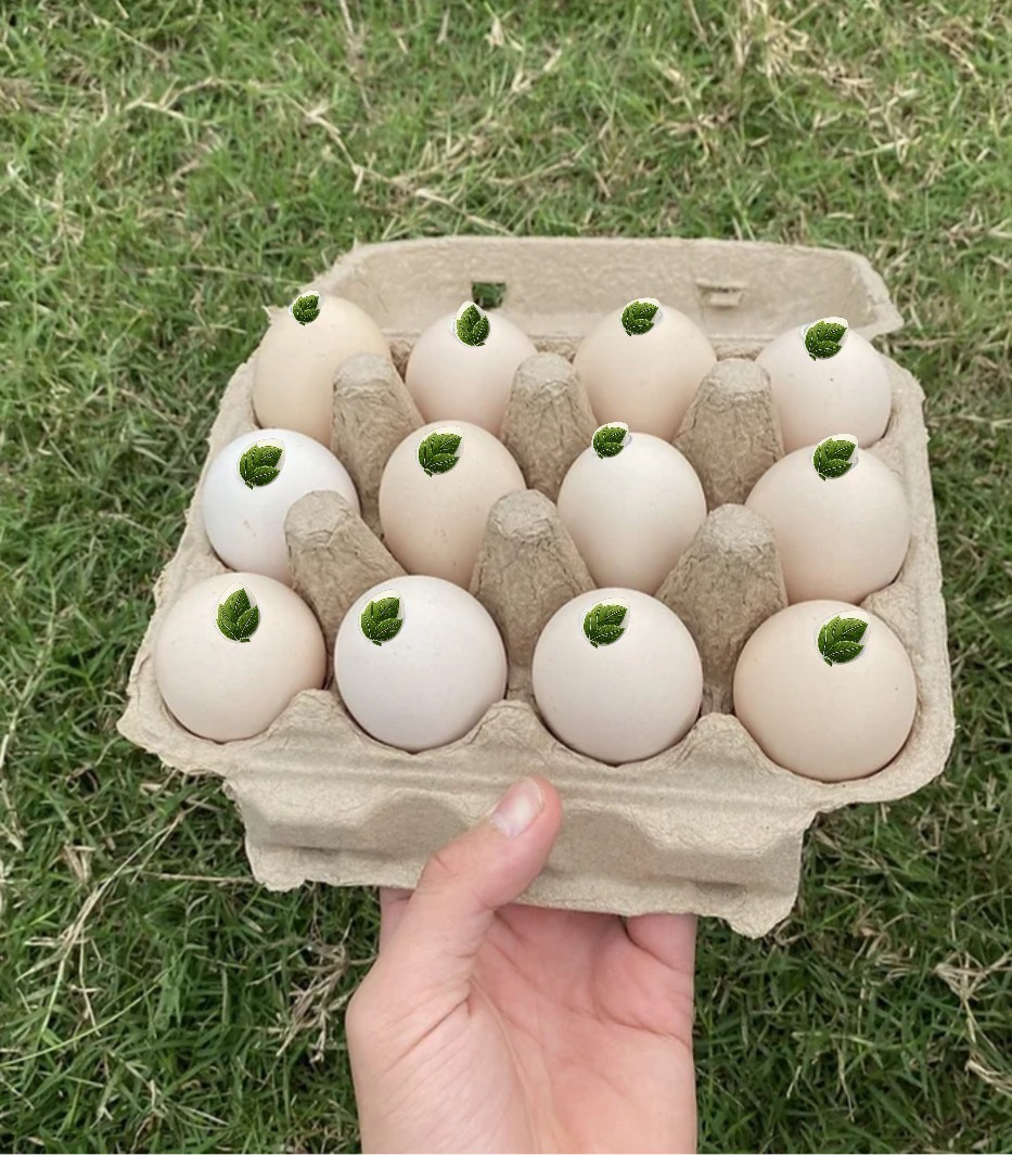 Eggla - Trứng Gà Thảo Dược (Ngô Đỏ) vỉ 12 trứng