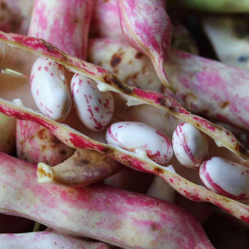 Hạt Đậu Cúc Tươi Đà Lạt - Hạt To Bùi Thơm - Nguyên Liệu Nấu Chè Và Món Chay