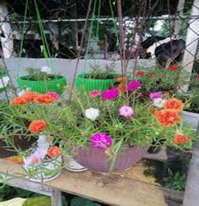 Cây hoa mười giờ thái mix màu, hoa kép nở đẹp dễ trồng và chăm sóc tách nhánh tạo cây mới dễ dàng, thích hợp trang trí