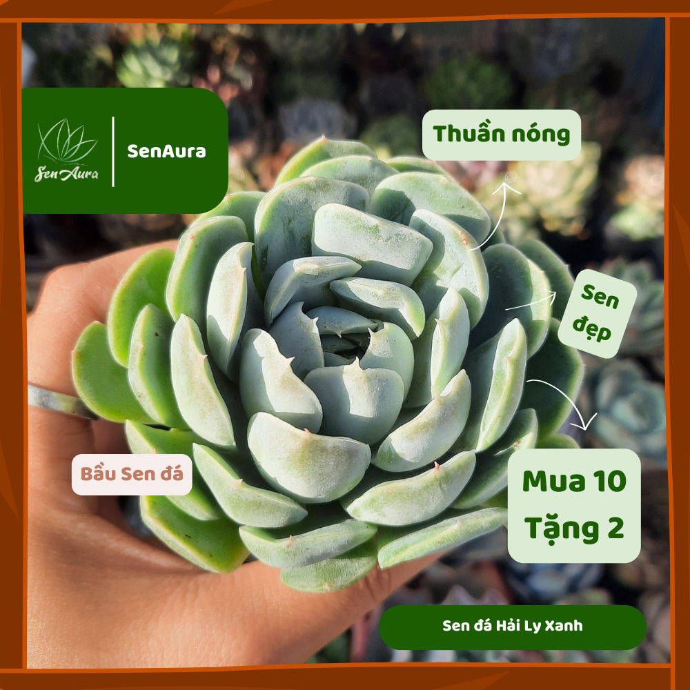 Sen Đá Hải Ly Xanh