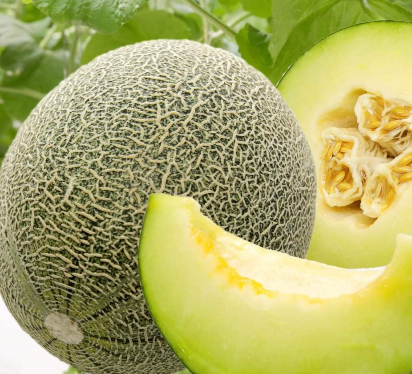 Dưa lưới ruột xanh ICHIBA