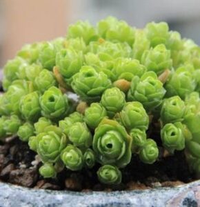 Sen đá hoa hồng xanh size bé 5-7cm, dễ trồng và chăm sóc, đã thuần mọi khí hậu, lỗi 1 đổi 1