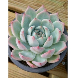 Sen đá bánh bao lửa full size, nhiều bầu, dễ chăm sóc, lỗi 1 đổi 1