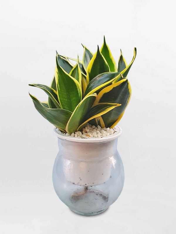 Cây Lưỡi Hổ Xanh