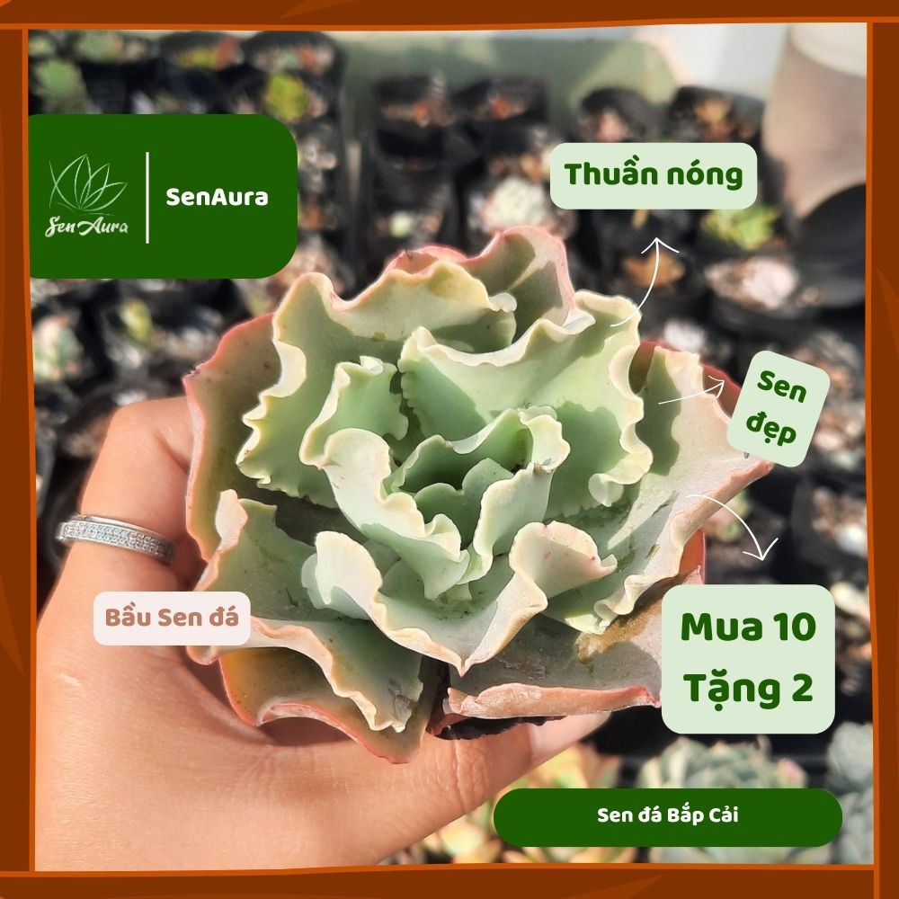 Sen Đá Bắp Cải