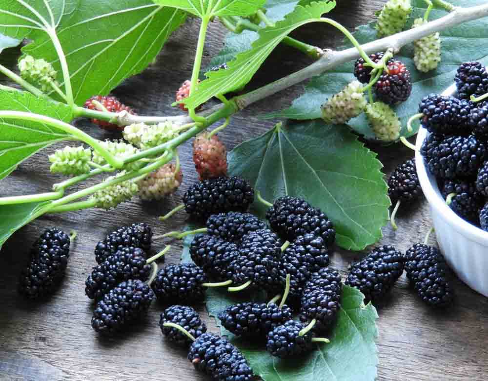 trái dâu tằm Đà Lạt