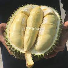 Sầu riêng chuồng bò