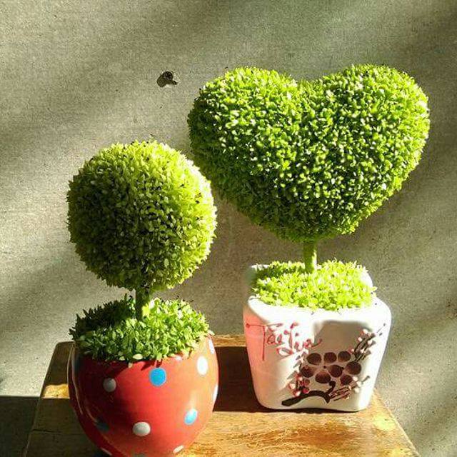 Thanh long mini ( 20-30cm), Dùng để trang trí nội thất, bàn học, làm quà tặng ý nghĩa