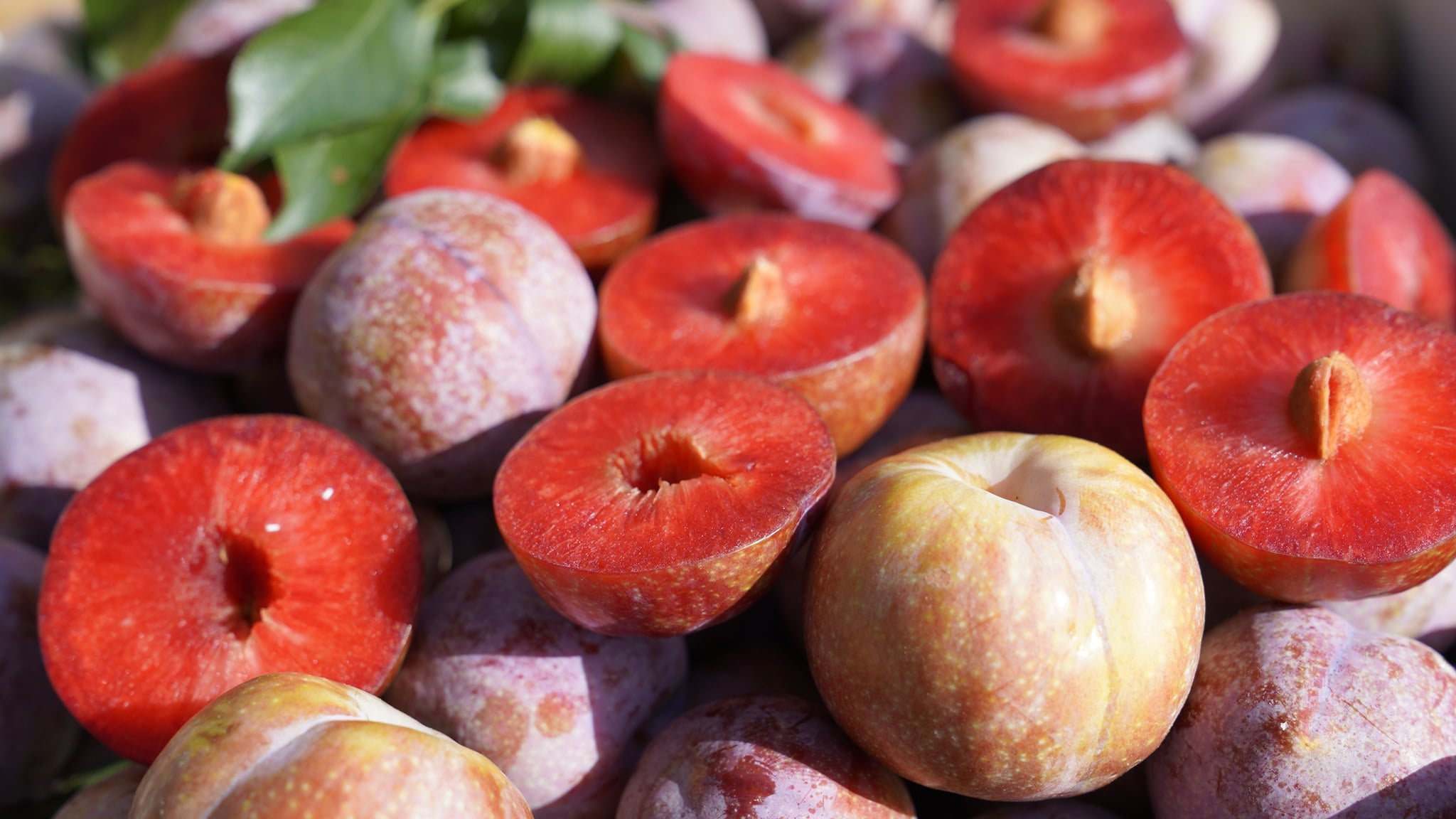 Mận hậu Mộc châu