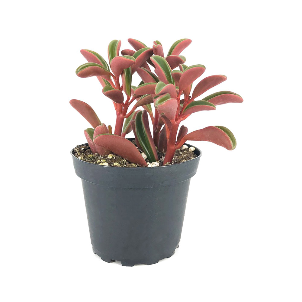 Sen đá đậu đỏ