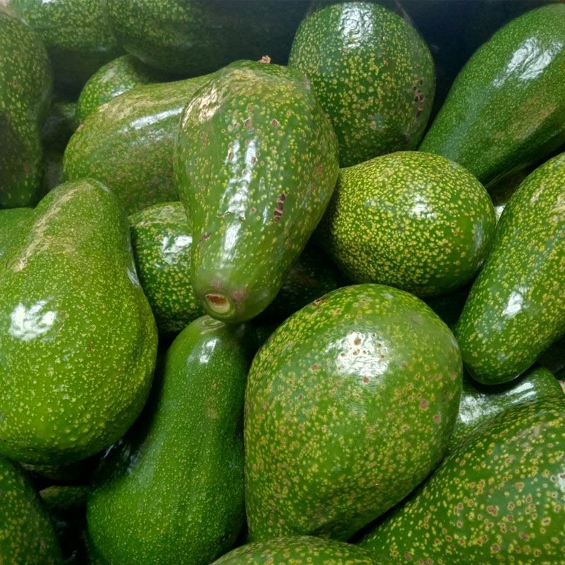 Bơ Sáp Đắk Lắk Dẻo Thơm Béo Ngậy