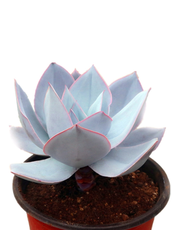 Sen Đá Hạc Hồng