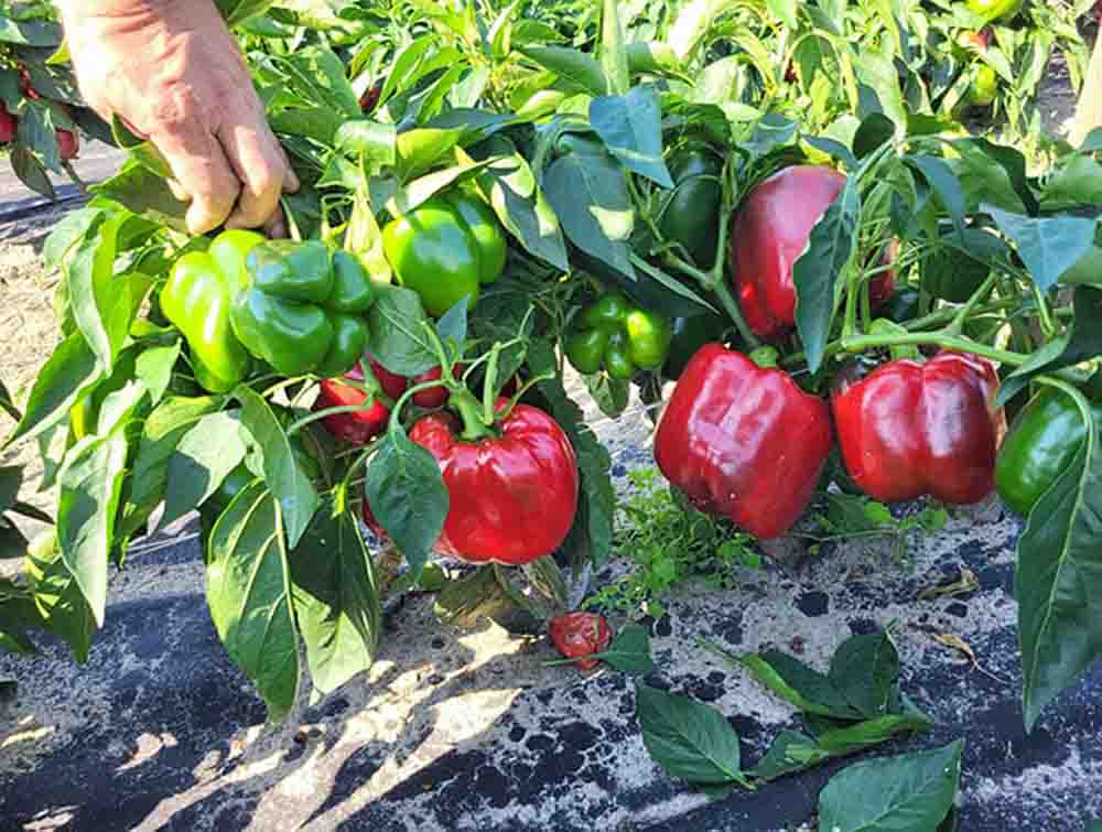 Ớt Chuông Đà Lạt - giao nhanh khu vực TP.HCM