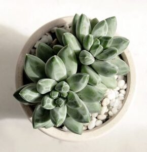 Sen đá kim cương trắng mini 3-5cm, thuận mọi khí hậu, dễ trồng và chăm sóc, lỗi 1 đổi 1