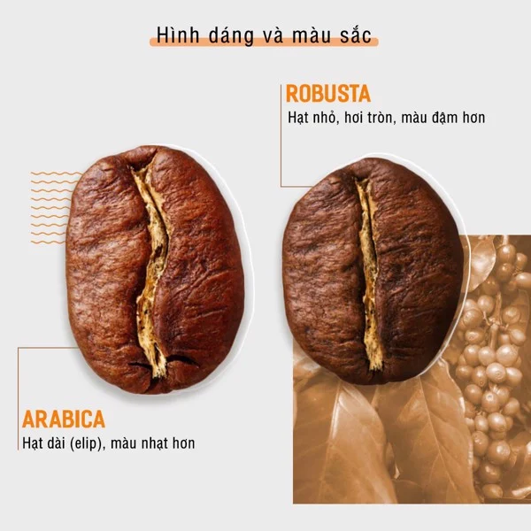 ARABICA VÀ ROBUSTA