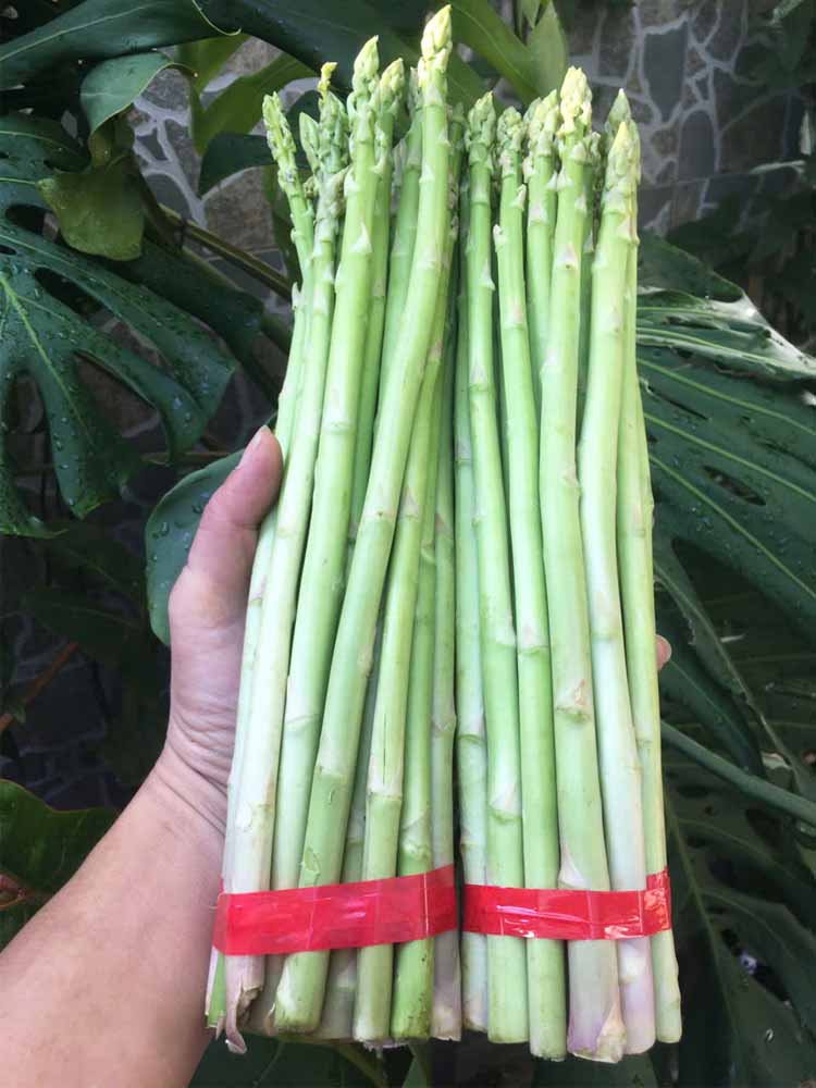 Măng tây Đà Lạt loại tươi