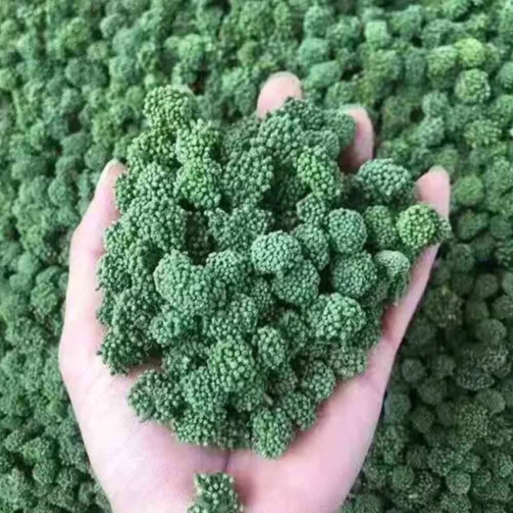 Nụ Hoa Tam Thất - Thảo Dược Quý Giúp Bảo Vệ Sức Khỏe!