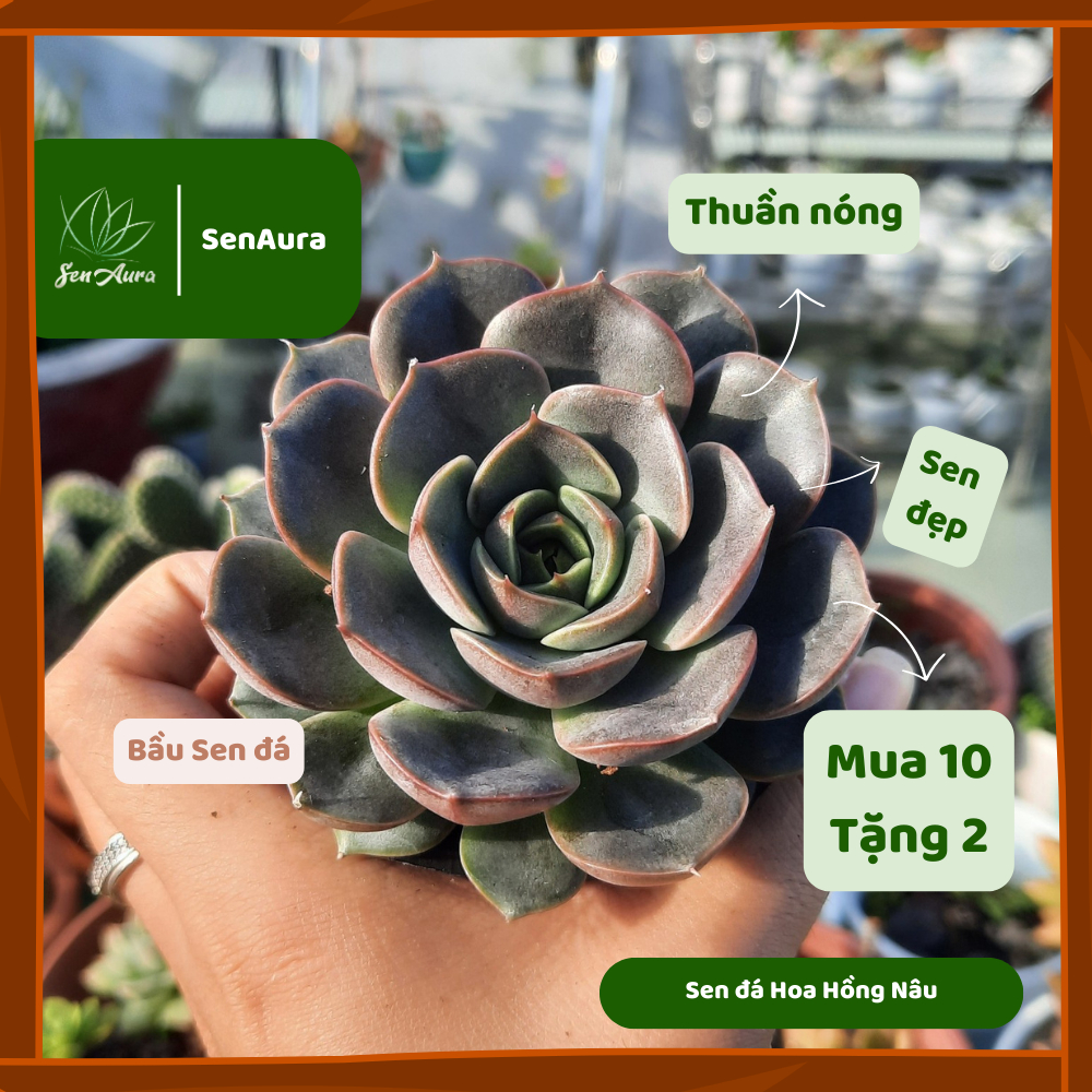 Sen Đá Hoa Hồng Nâu