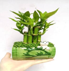 Cây phát lộc 3 gốc ,cây phong thủy để bàn phát tài phát lộc, để bàn thờ, trang trí nội thất cao từ 20-30cm