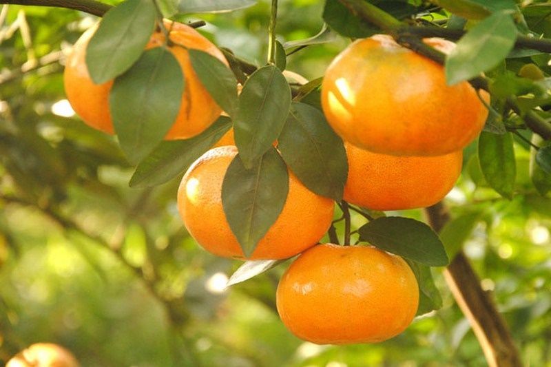 Quýt hồng vùng Đồng Tháp