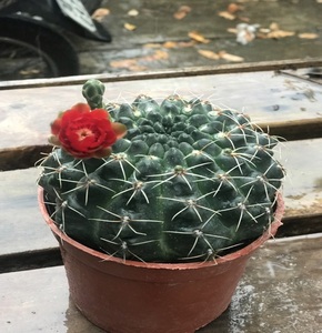 Xương rồng thần long, hoa nở to đẹp, Tặng 1 phụ kiện khi mua 2 sản phẩm