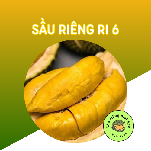 Sầu riêng Ri 6 - Đặc sản Vĩnh Long